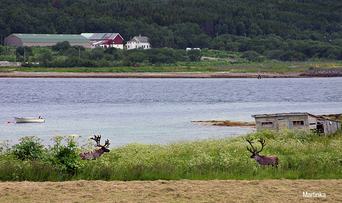 Kvaloye norg,norge,kvaloe,ren