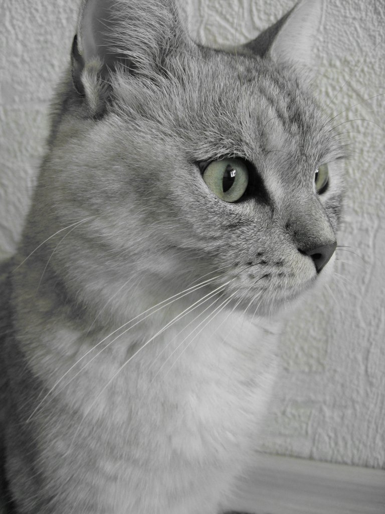 Дуцик :) животные кот кошка