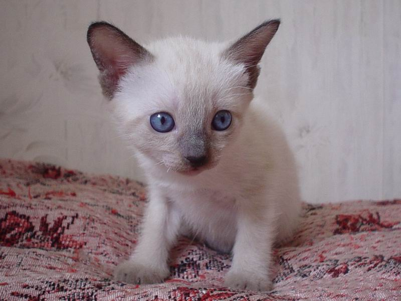 котенок котенок