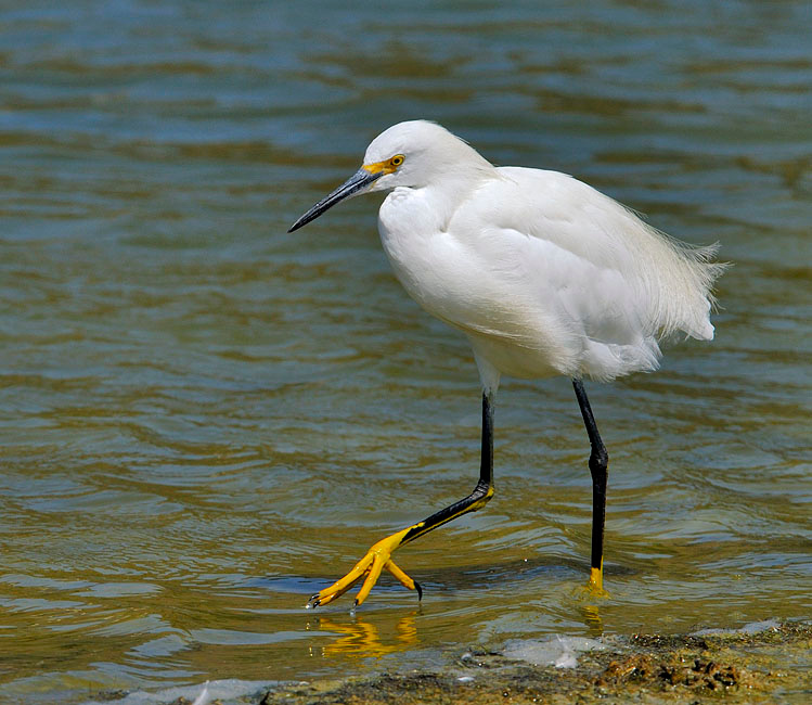 Променад Белая американская цапля, Egretta thula, Лагуна Малибу, Snowy Egret, Malibu Lagoon, California