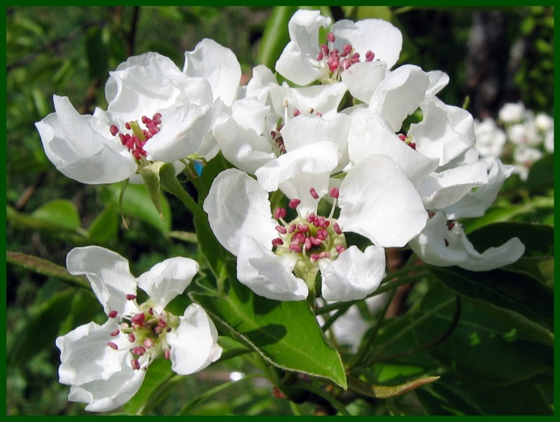 Из серии \"Это только цветочки\". Груша. весна, цветы, груша
