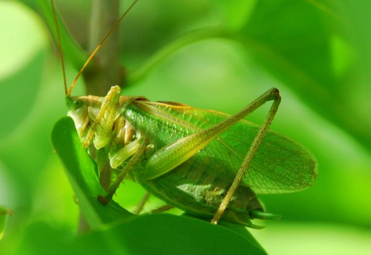 Спрятался и не трещит 