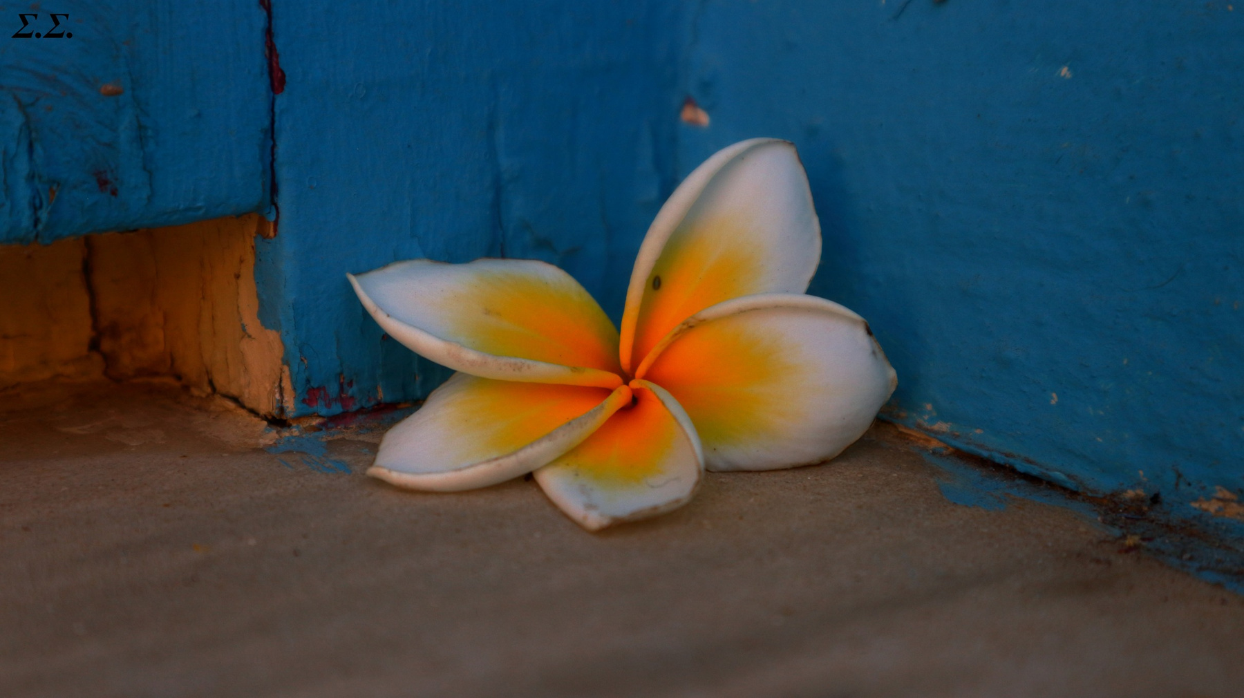 CORNERED FLOWER 