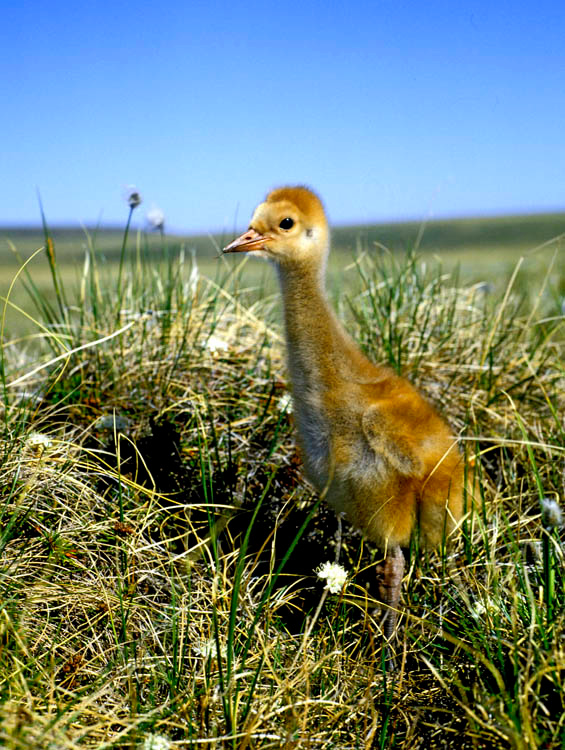 Пушистый и отважный Канадский журавль, Grus canadensis), Sandhill Crane, Arakamchechen Island