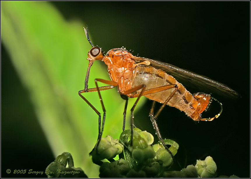 Толкунчик (Empididae) Муха толкунчик