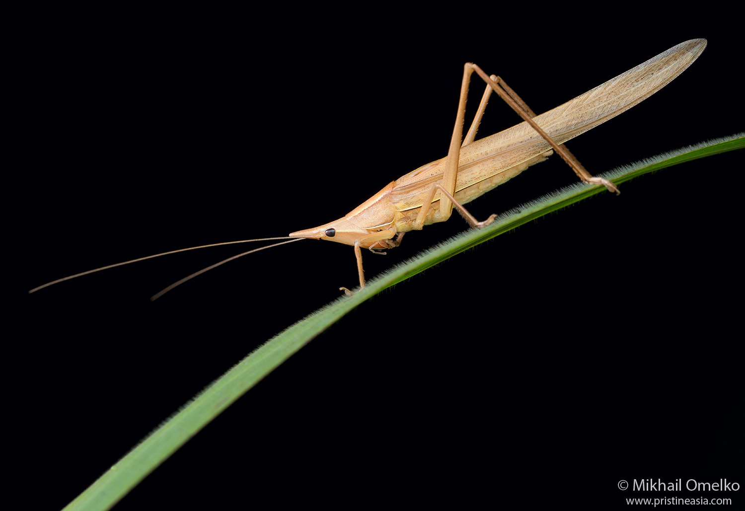 Euconocephalus sp. прямокрылые