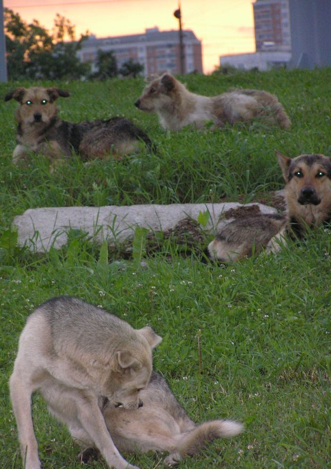 Городские волки 
