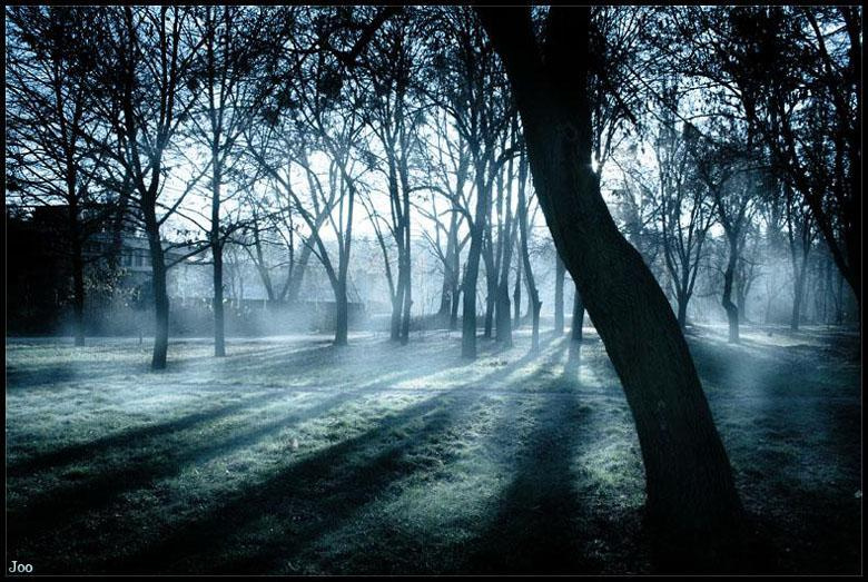 shadow wood joo