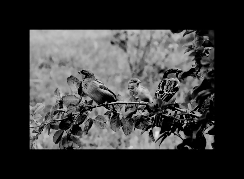 Sparrow воробьи птицы