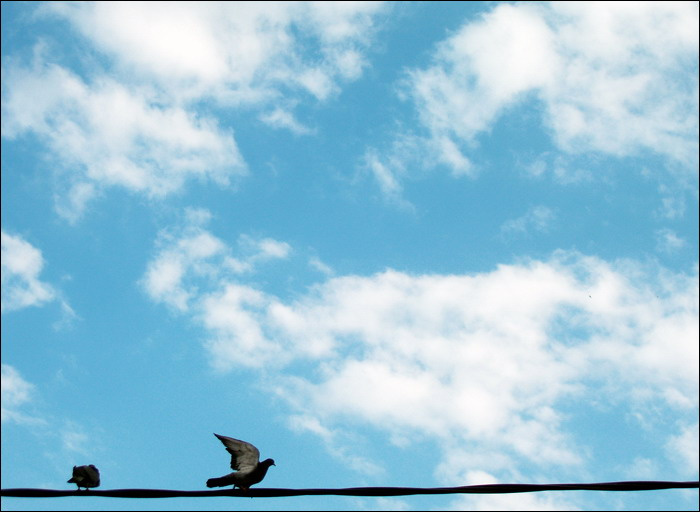 together, forever and ever? голубки