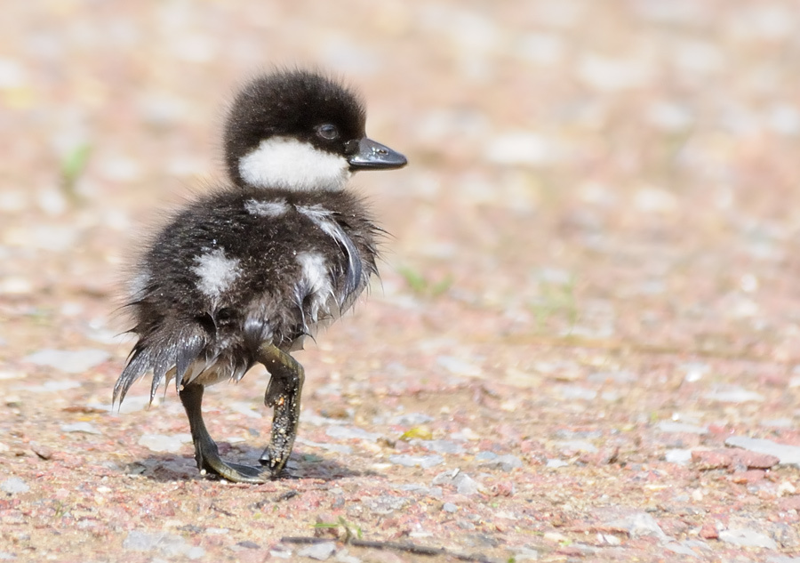 Путь конквистадора Гоголь, Goldeneye, Bucephala changula, конквистадор