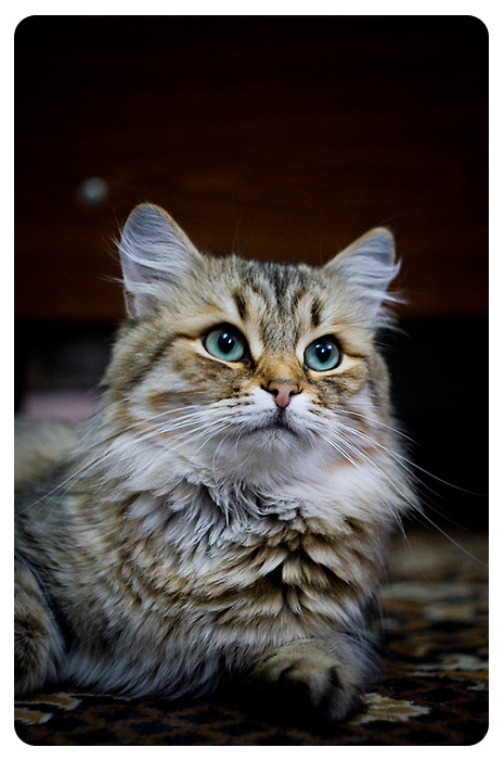 Элька сибирская кошка