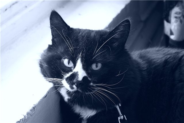 Котя кот