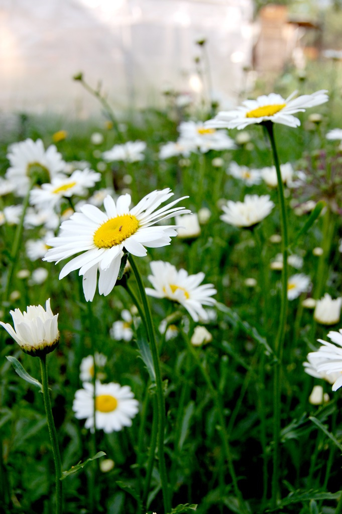Peacebloom дача, лето, цветы