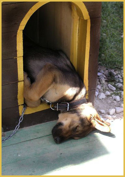 сладкий сон на даче... щенок сон