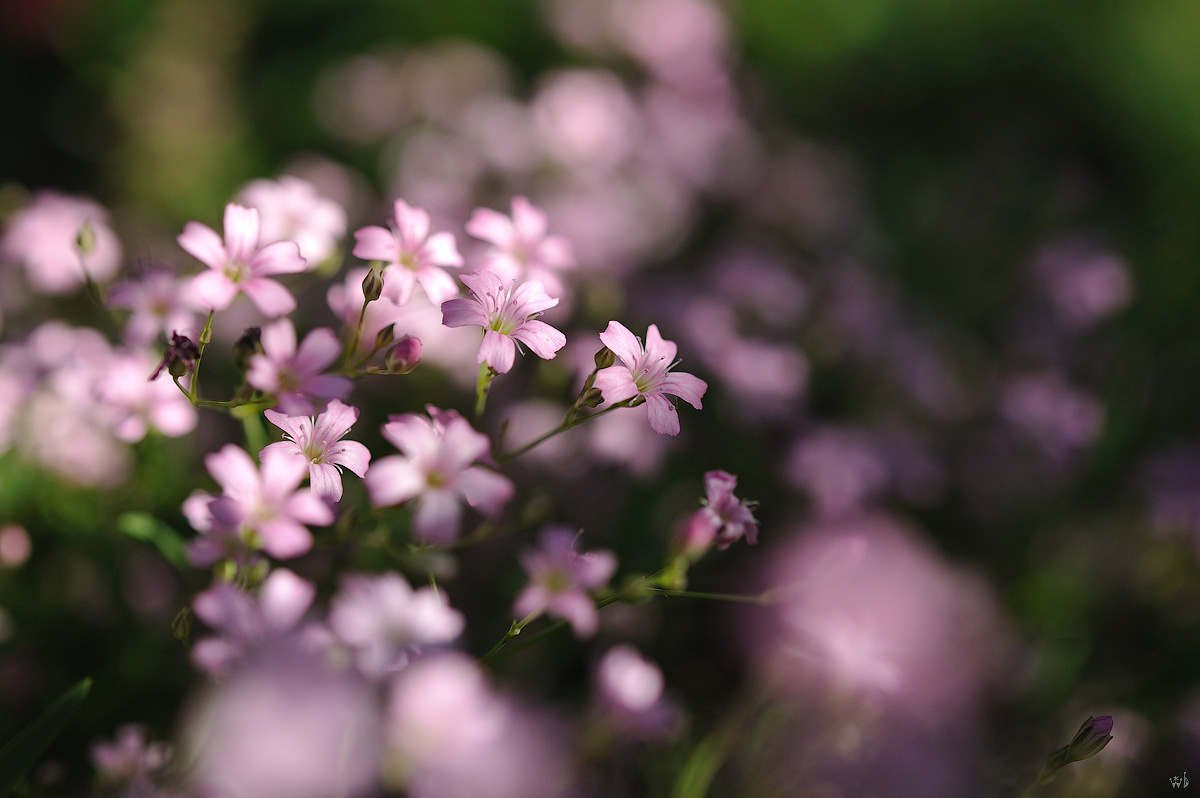 лето лето, цветы