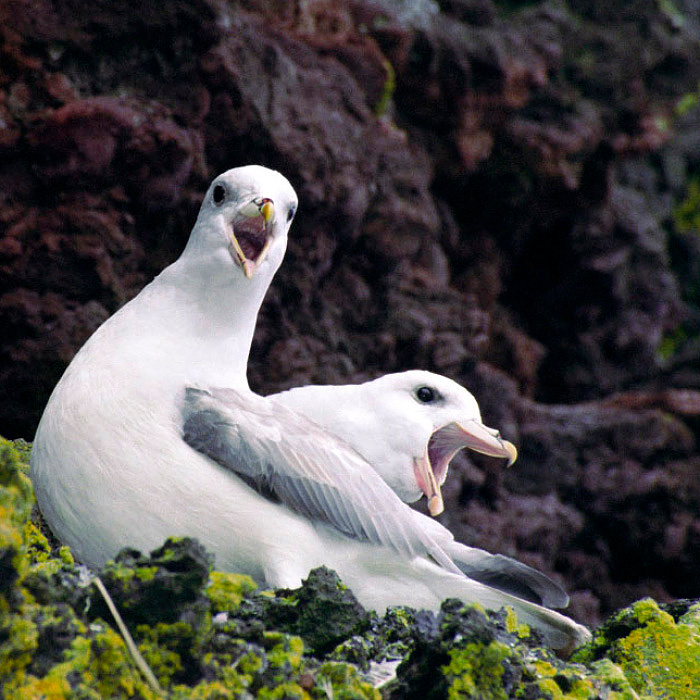 Хохотуны Глупыш, Fulmarus glacialis, Northern Fulmar, St. Paul Island, Alaska