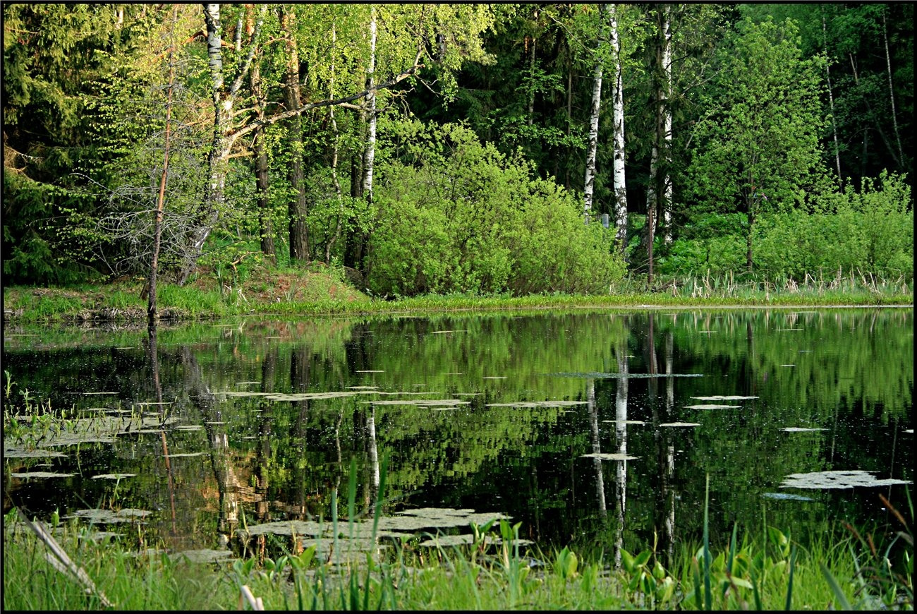 С лесной заводью Лето заводь