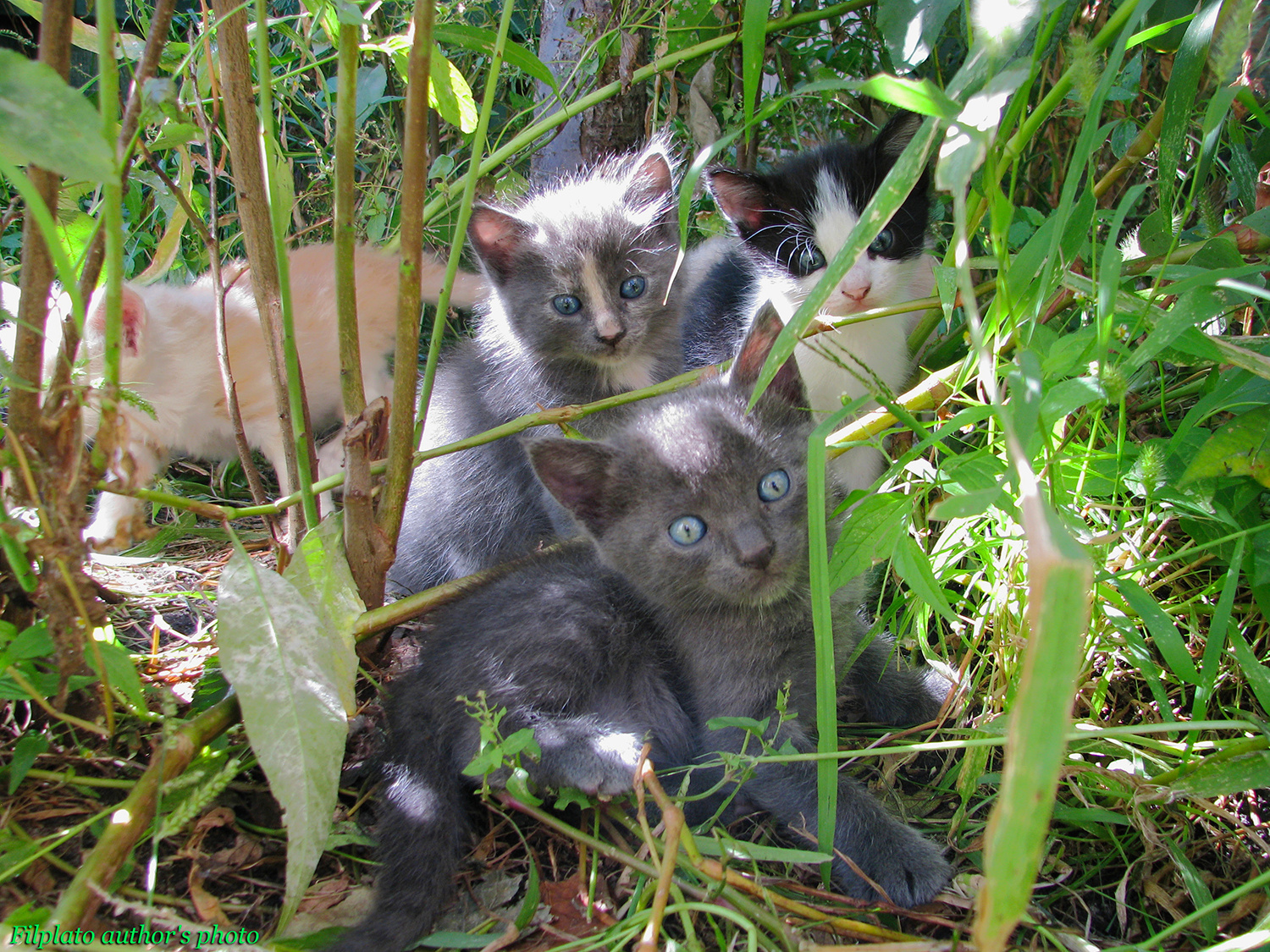 Котятушки животные кошки котята глазки котят серый котенок