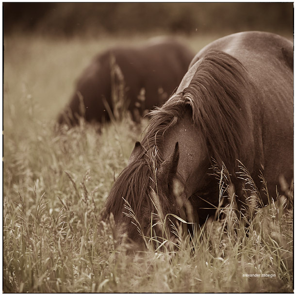 *** лошадь, лошади, конь, horses, horse, equi