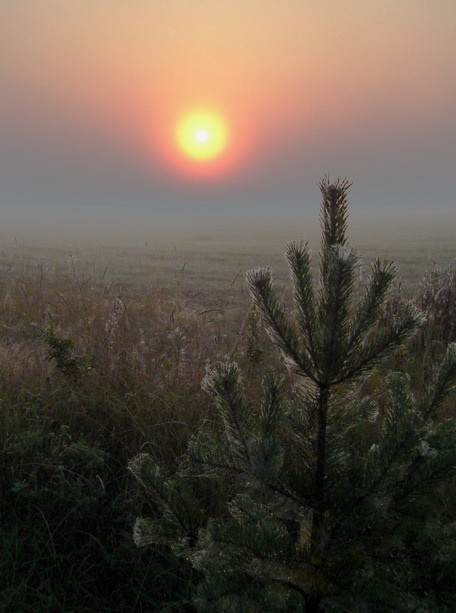 Елочка 