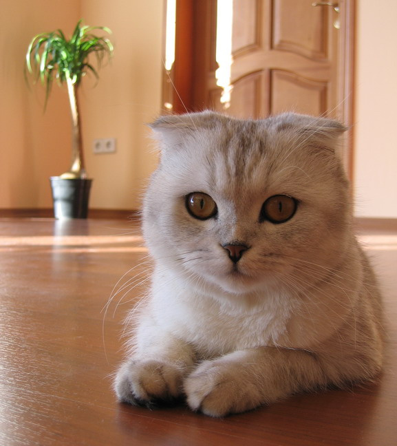 портрет на фоне фикуса... кошка, кот, шотландская, вислоухая