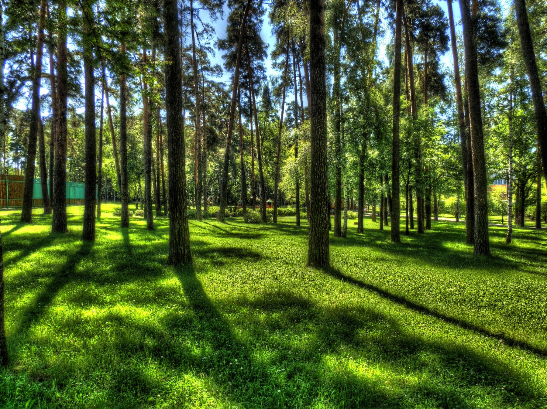 лес лес,  парк