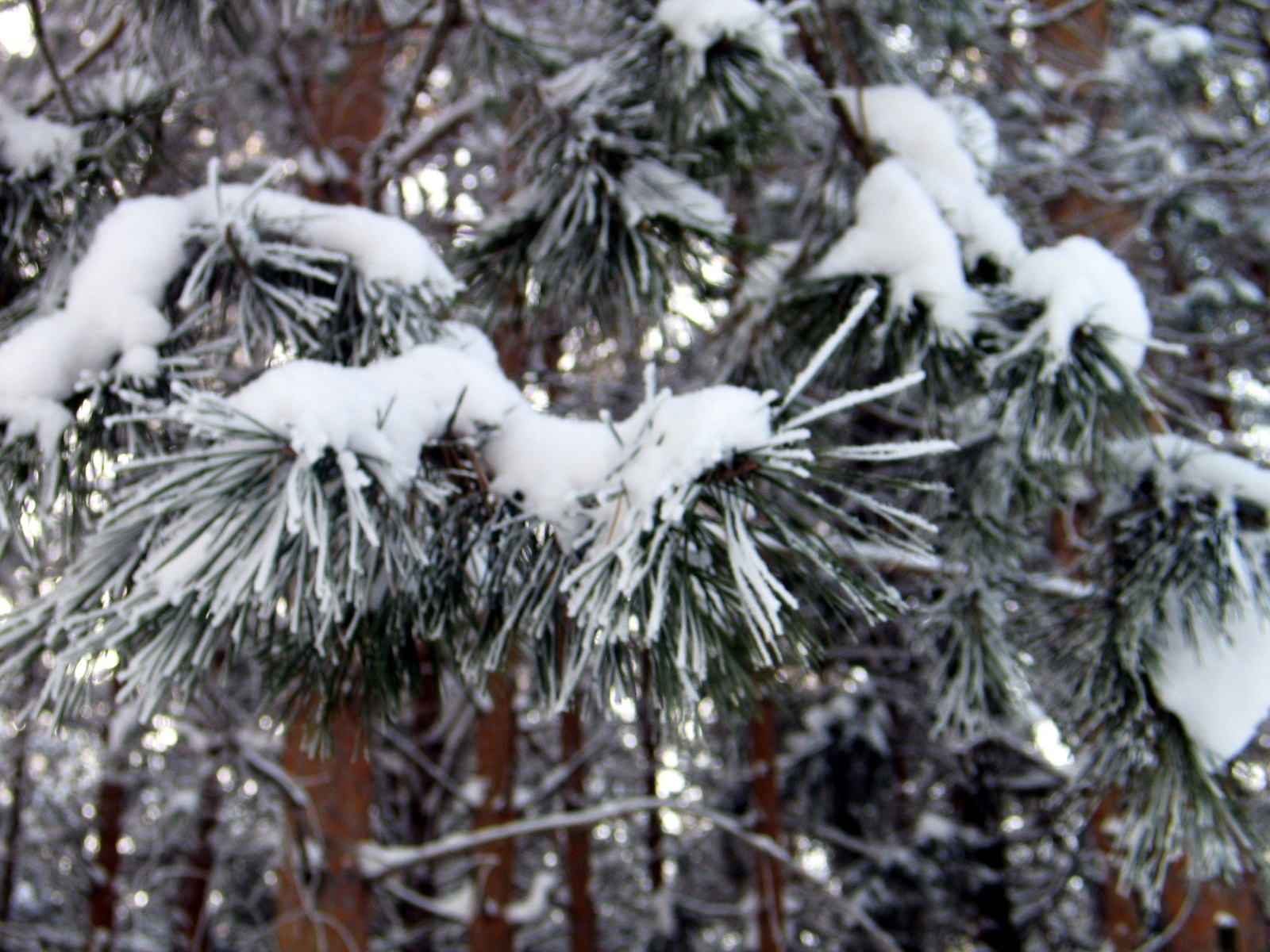 The branch of snow snow and the branch of the fir tree