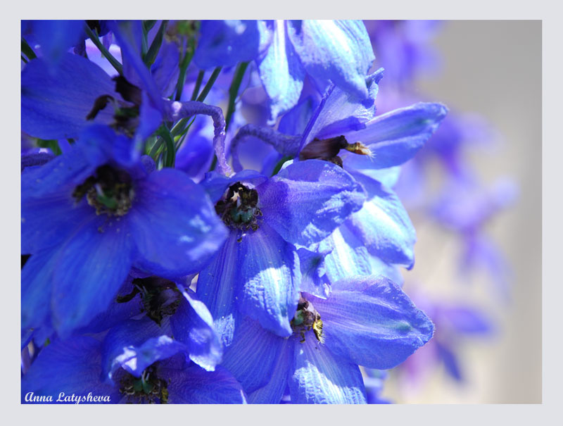 Morning Delpinium Цветы синие Delphinium Дельфиниум