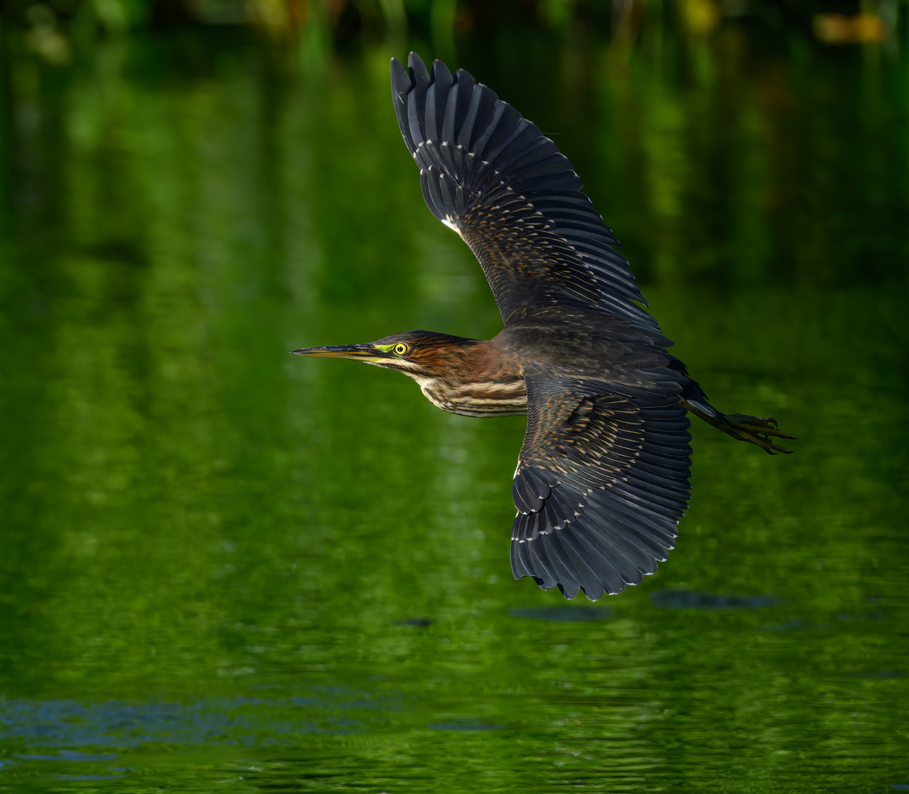 Green heron 