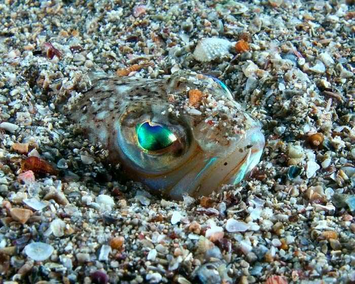 Взгляд Чёрное море рыба дракон