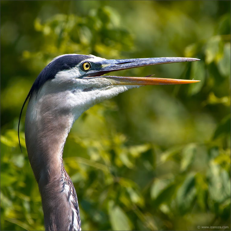 Сюрприз! большая голубая цапля great blue heron Maryland US