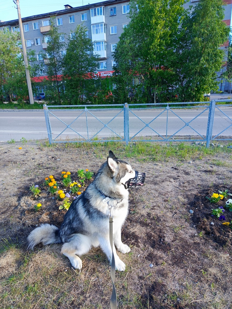 На клумбе 