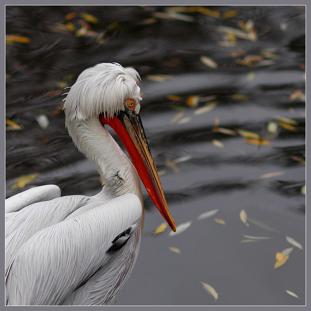 Смотреть на воду... кудрявый пеликан Pelecanus crispus