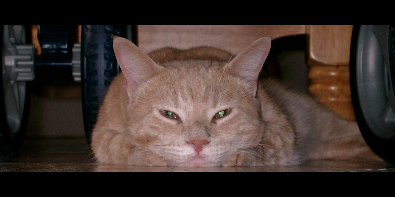 ... blues cat