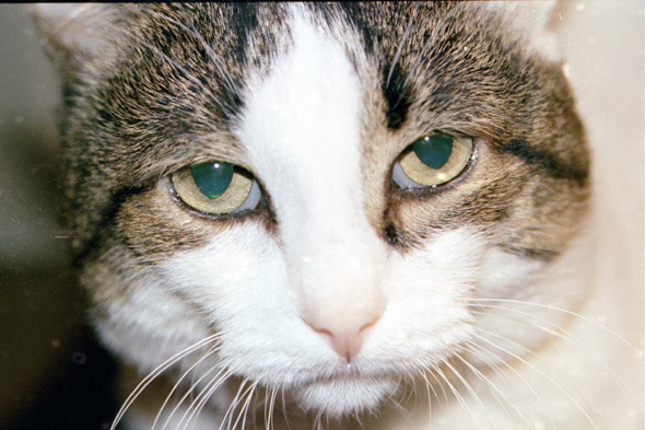 Мурзик, 14 лет макро, кот