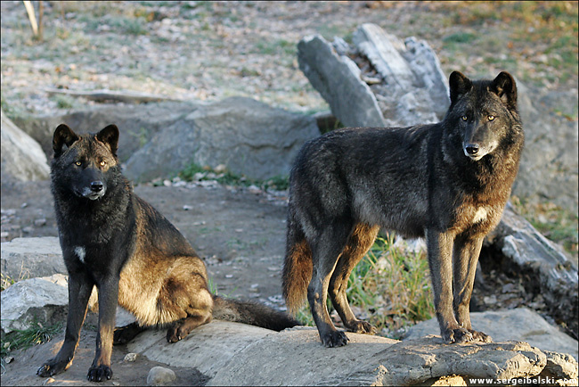 wolves wolves