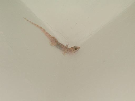 krokodil 