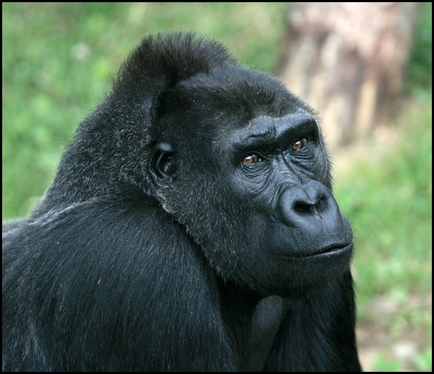 King Kong forever (repost) King, Kong, forever