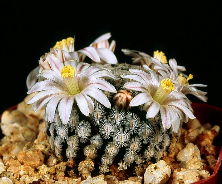 Mammillaria sanchez-mejoradae cactus cacti mammillaria