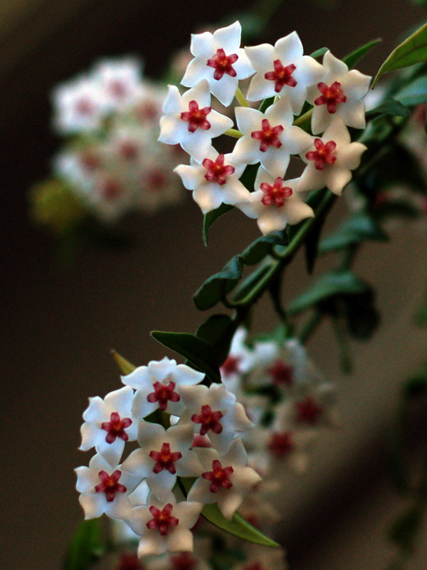 Hoya Bella ***