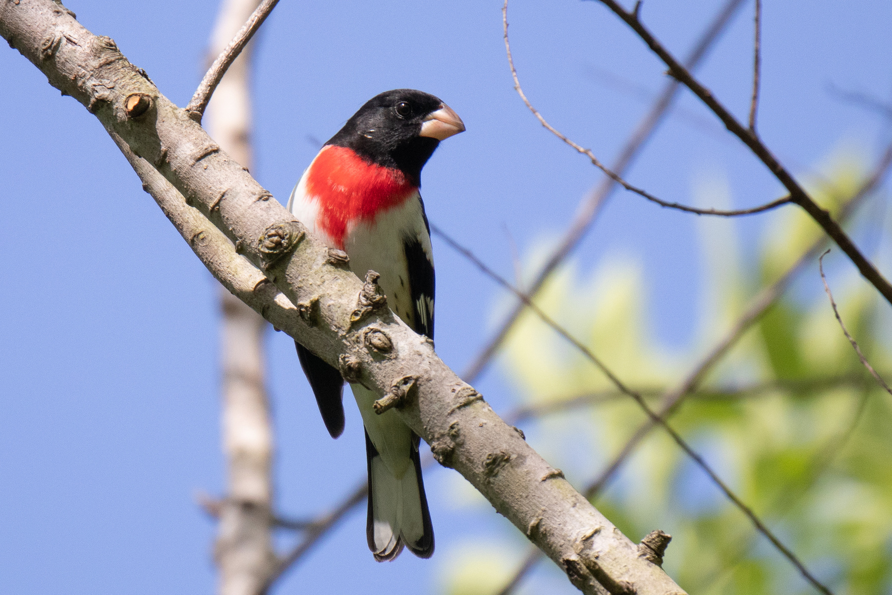 Красногрудый кардинал Красногрудый кардинал Pheucticus ludovicianus Rose-breasted Grosbeak