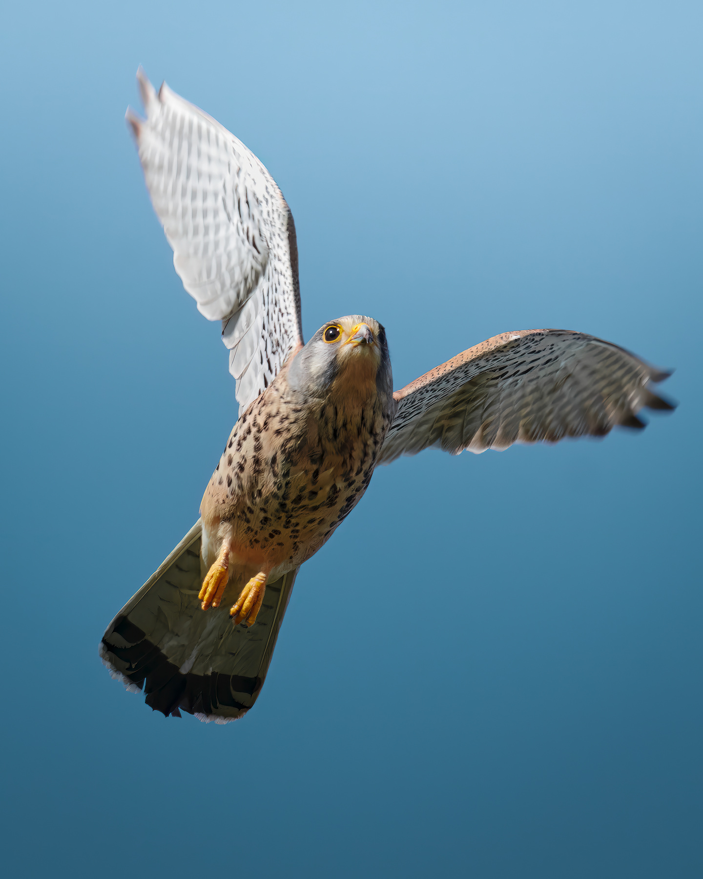 Обыкновенная пустельга (лат. Falco tinnunculus) 