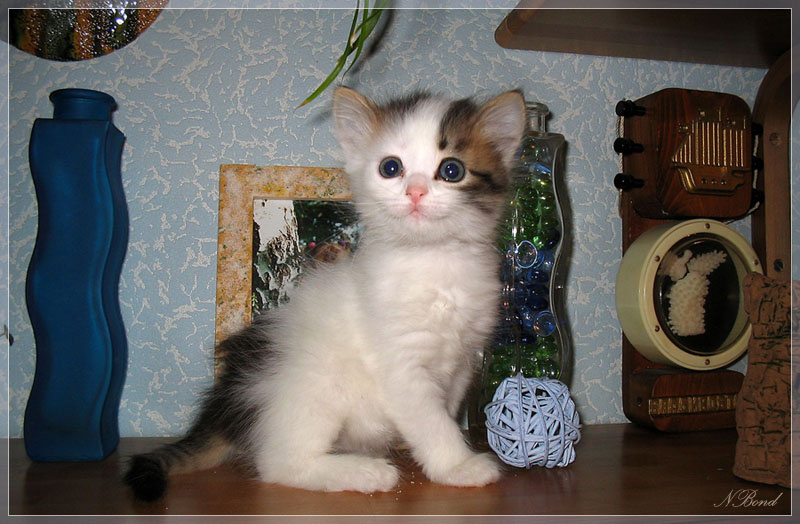 Игрушка котенок