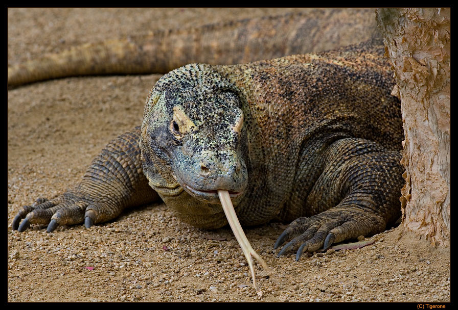 *** Komodo Dragon