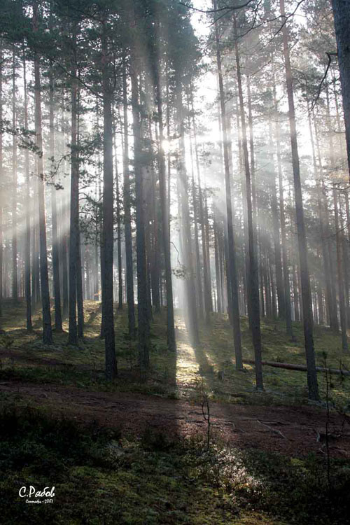 Восход Лес, осень, сентябрь, восход