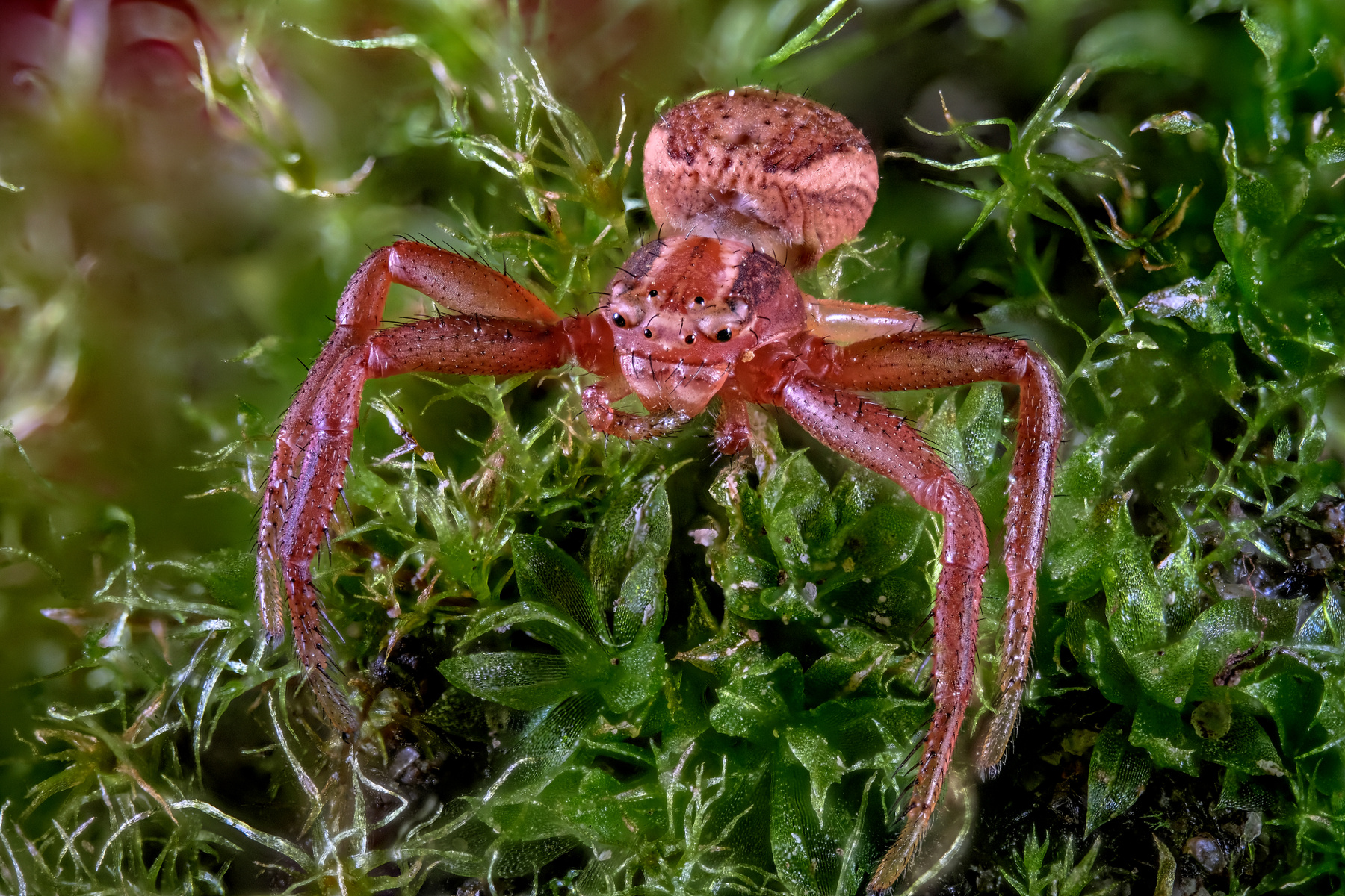 *** ground crab spider паук-краб