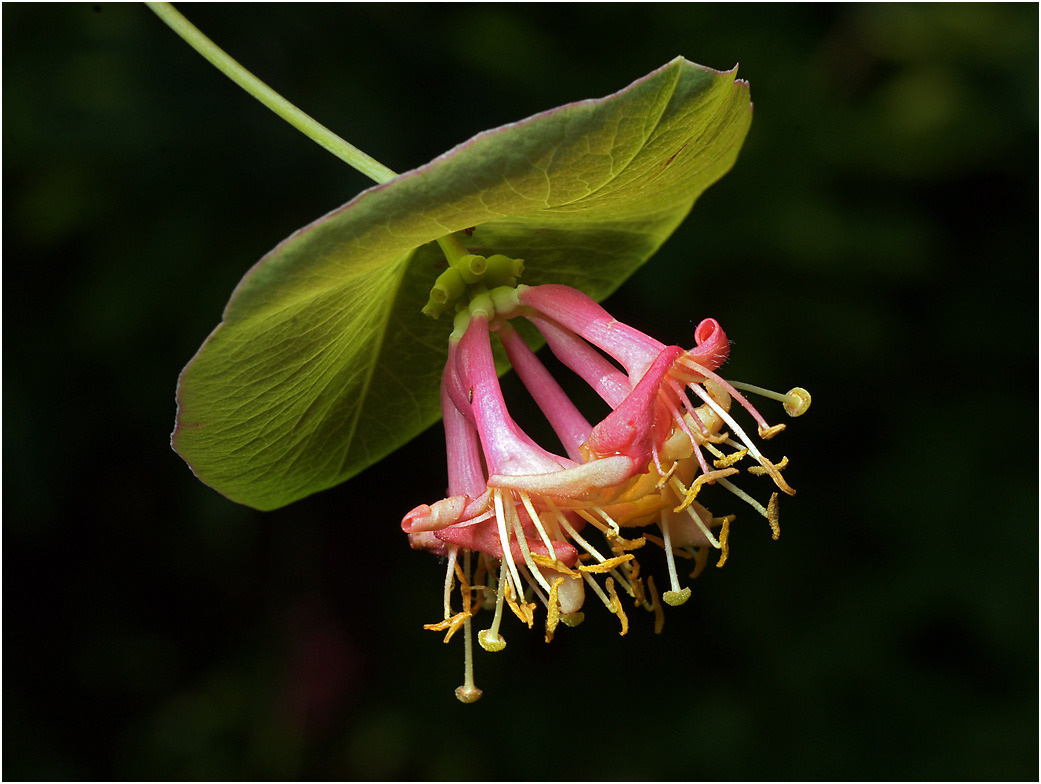Lonicera caprifolium - Жимолость душистая. Lonicera caprifolium Жимолость душистая цветок растение