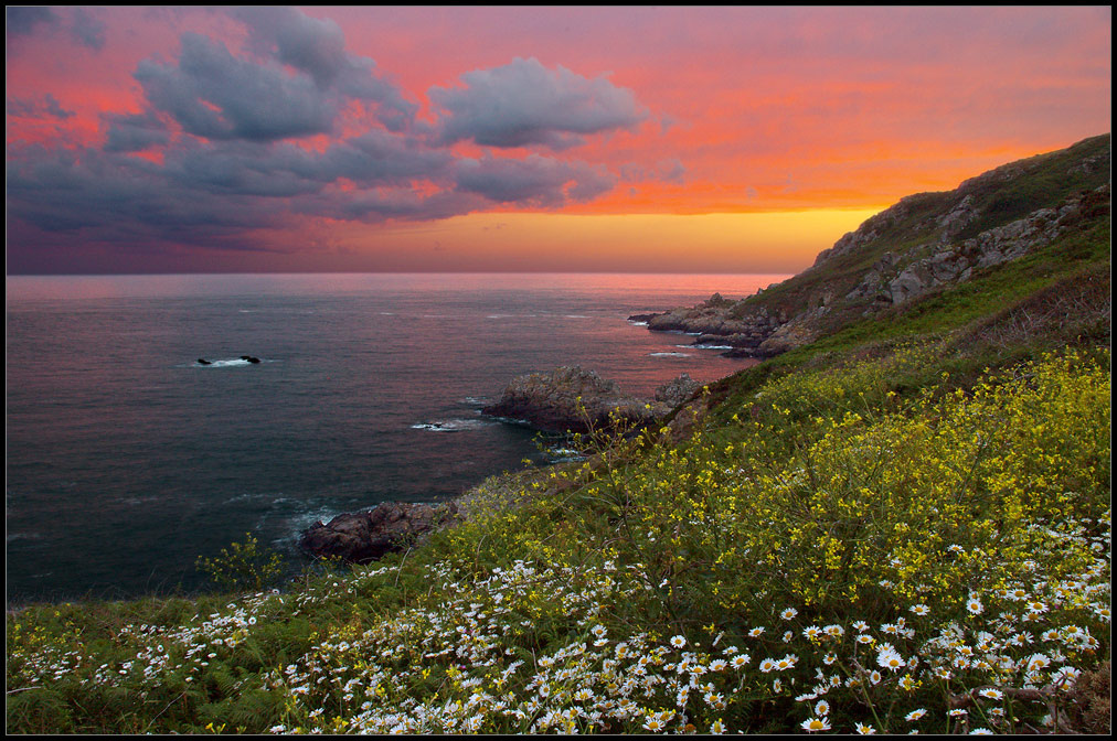 Пейзаж с ромашкaми 2 ромашки Guernsey
