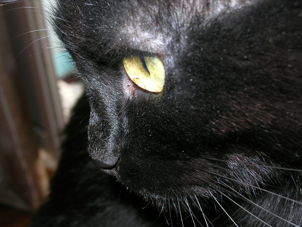 кот кот